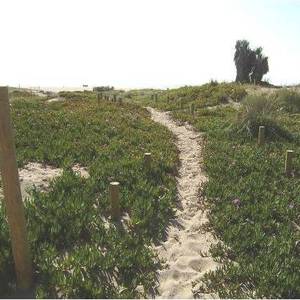 Imatge de la platja abans de la retirada de les plantes invasores i exòtiques