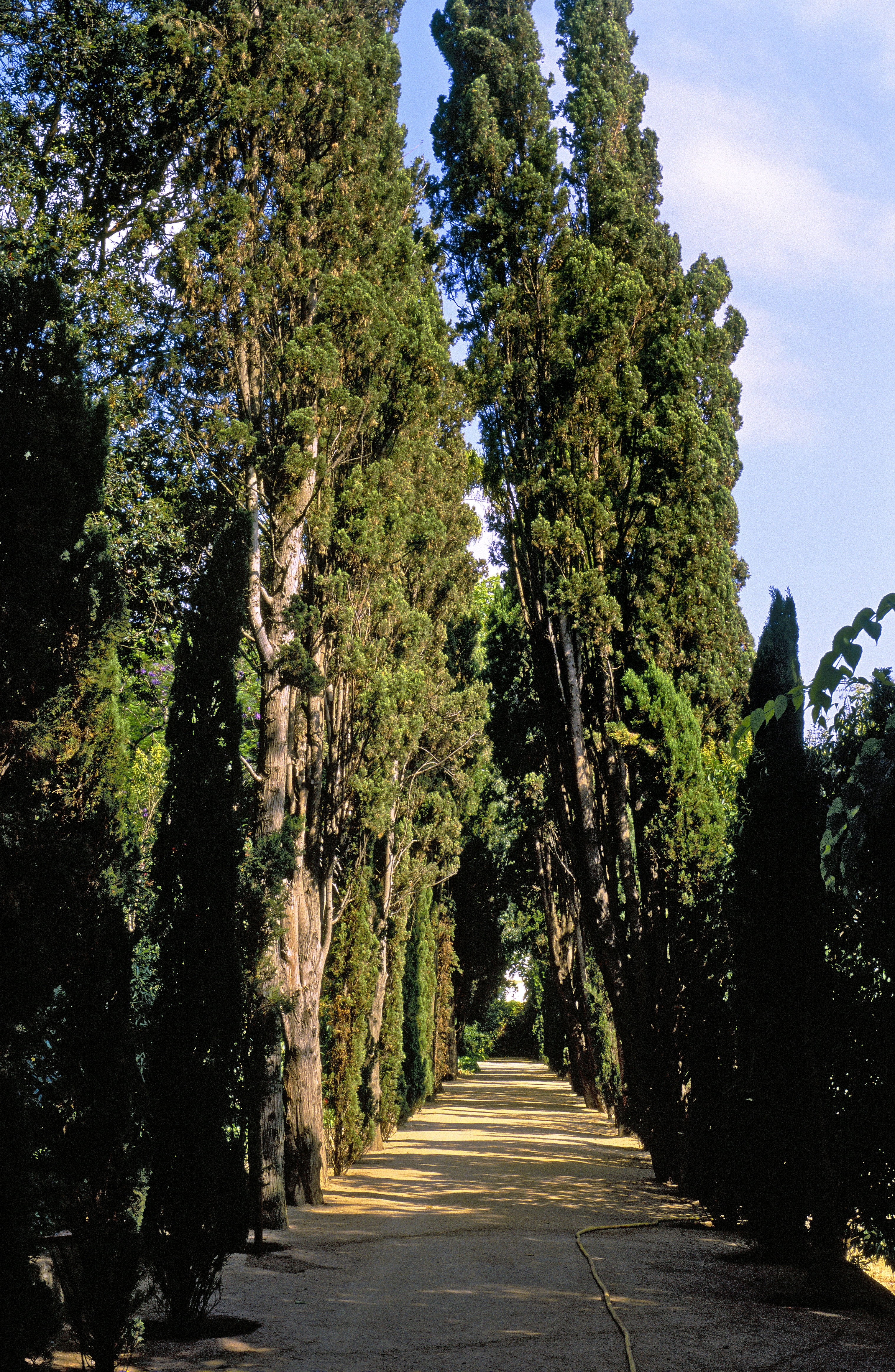 Camí dels xiprers