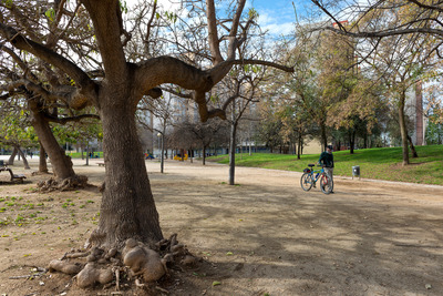 Zona de vegetació amb ombra