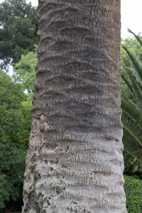 Palmera de canàries