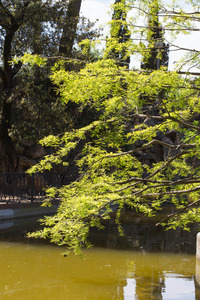 Els Hostes del Llac