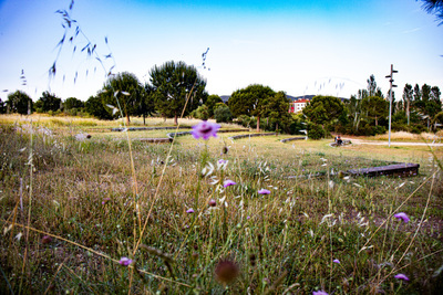 Zona de gespa i flors