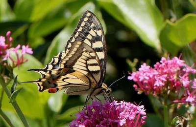 Papallona Reina
