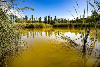 La llacuna del parc