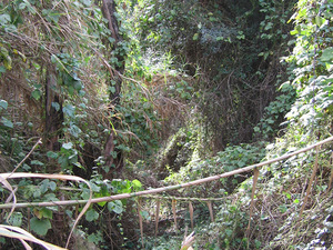 Torrent de la Verdera