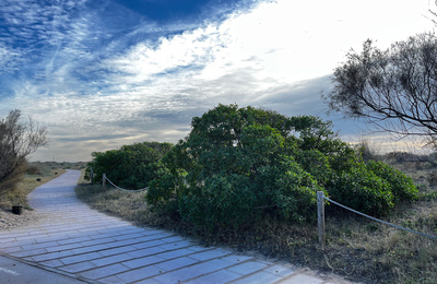 <em>Myoporum laetum<em/> a les dunes