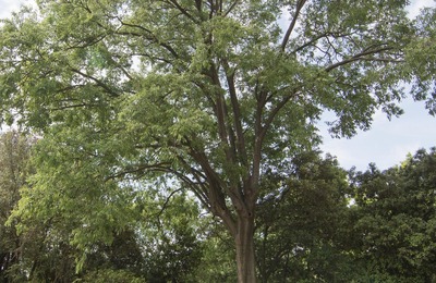 Imatge de l'arbre sencer