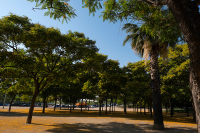 Zona de vegetació amb ombra