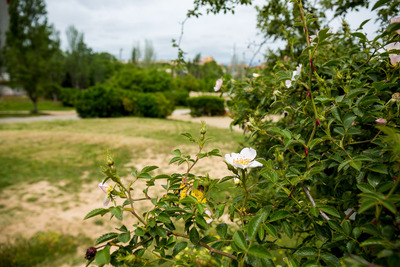 Zona de vegetació del parc