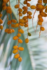 Palmera de Canàries