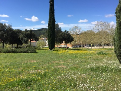 Prats florits a la primavera