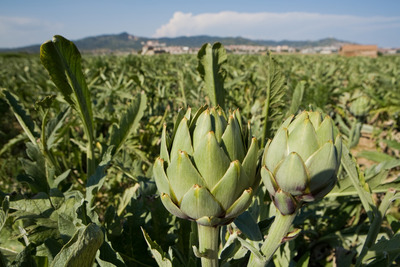 Camps de cultius d'horta