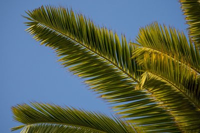 Palmera de Canàries