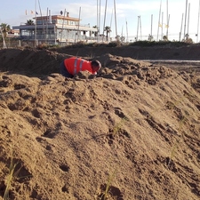 Millora de les dunes de Castelldefels