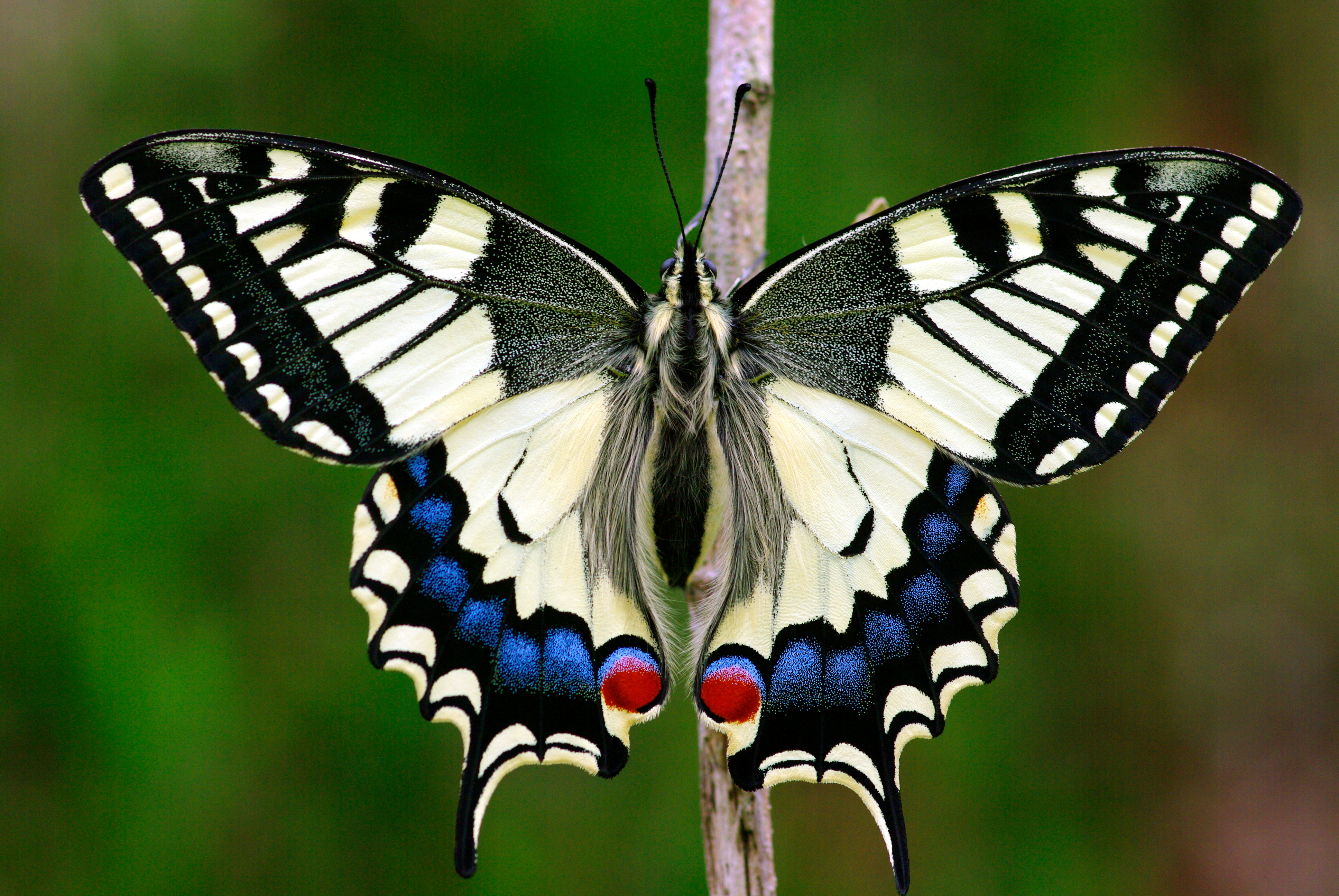 Exemplar adult de papallona reina (<em>Papilio machaon</em>)