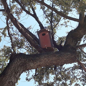 Caixa niu per a xot al parc de Can Solei i de Ca l'Arnús