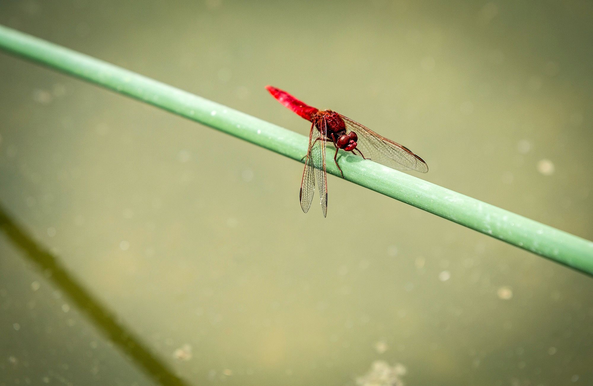 Insecte parat a una planta