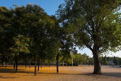 Zona de vegetació al parc