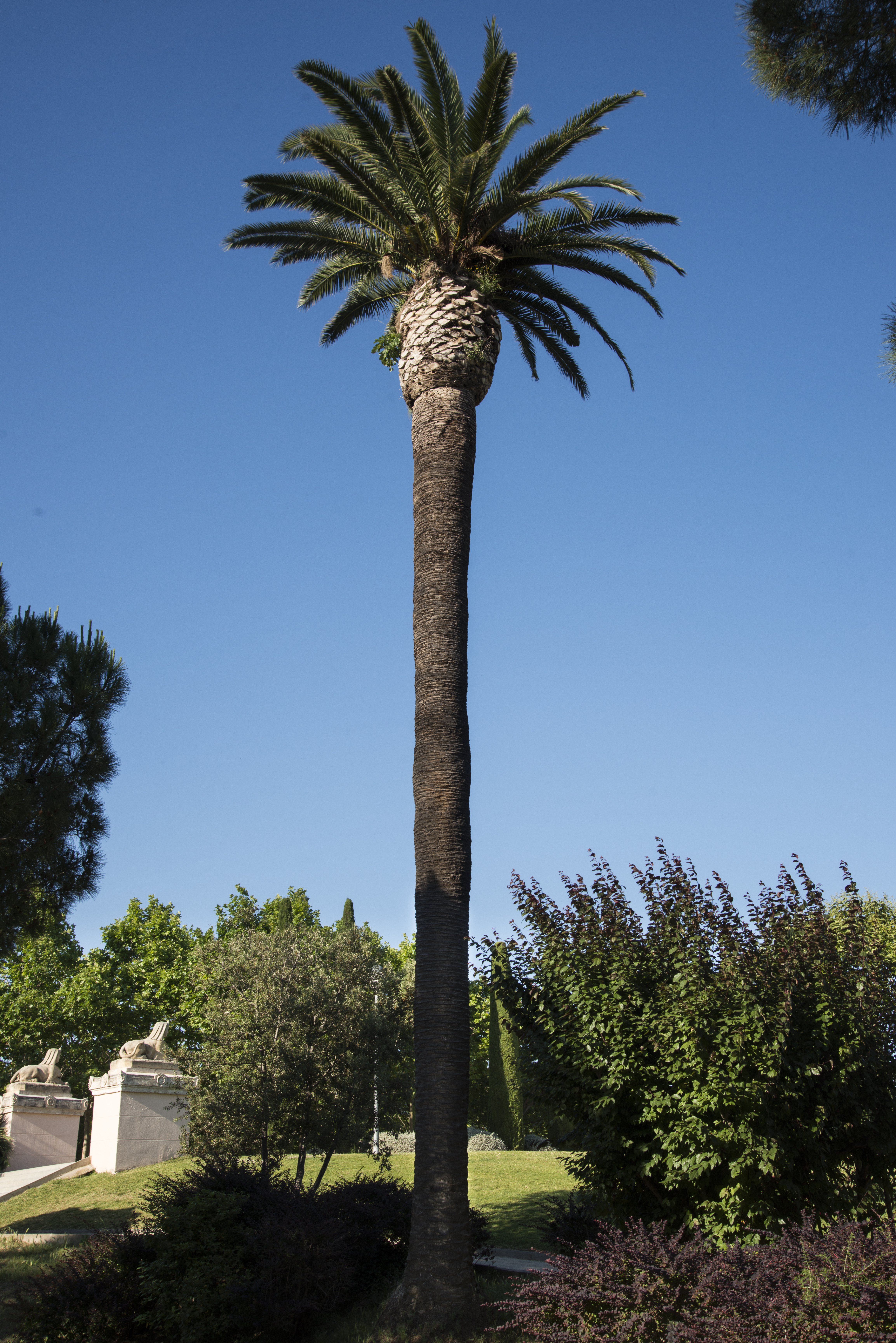 Palmera de dàtils (l'Esvelta)