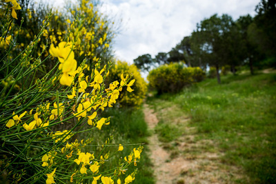 Imatge d'una de les plantes del parc