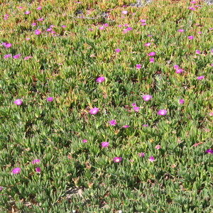 Eliminació de plantes invasores