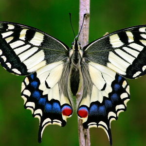 Exemplar adult de papallona reina (<em>Papilio machaon</em>)