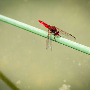 Insecte parat a una planta