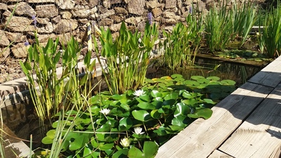 Jardí de papallones