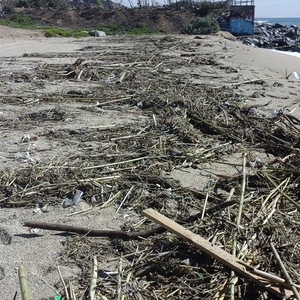 Arribada massiva de residus a les platges