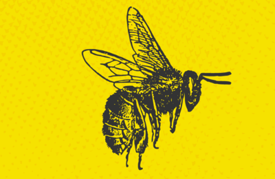 Bioblitz Imatge de l'activitat