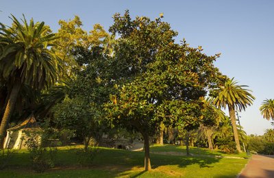 Imatge de l'arbre