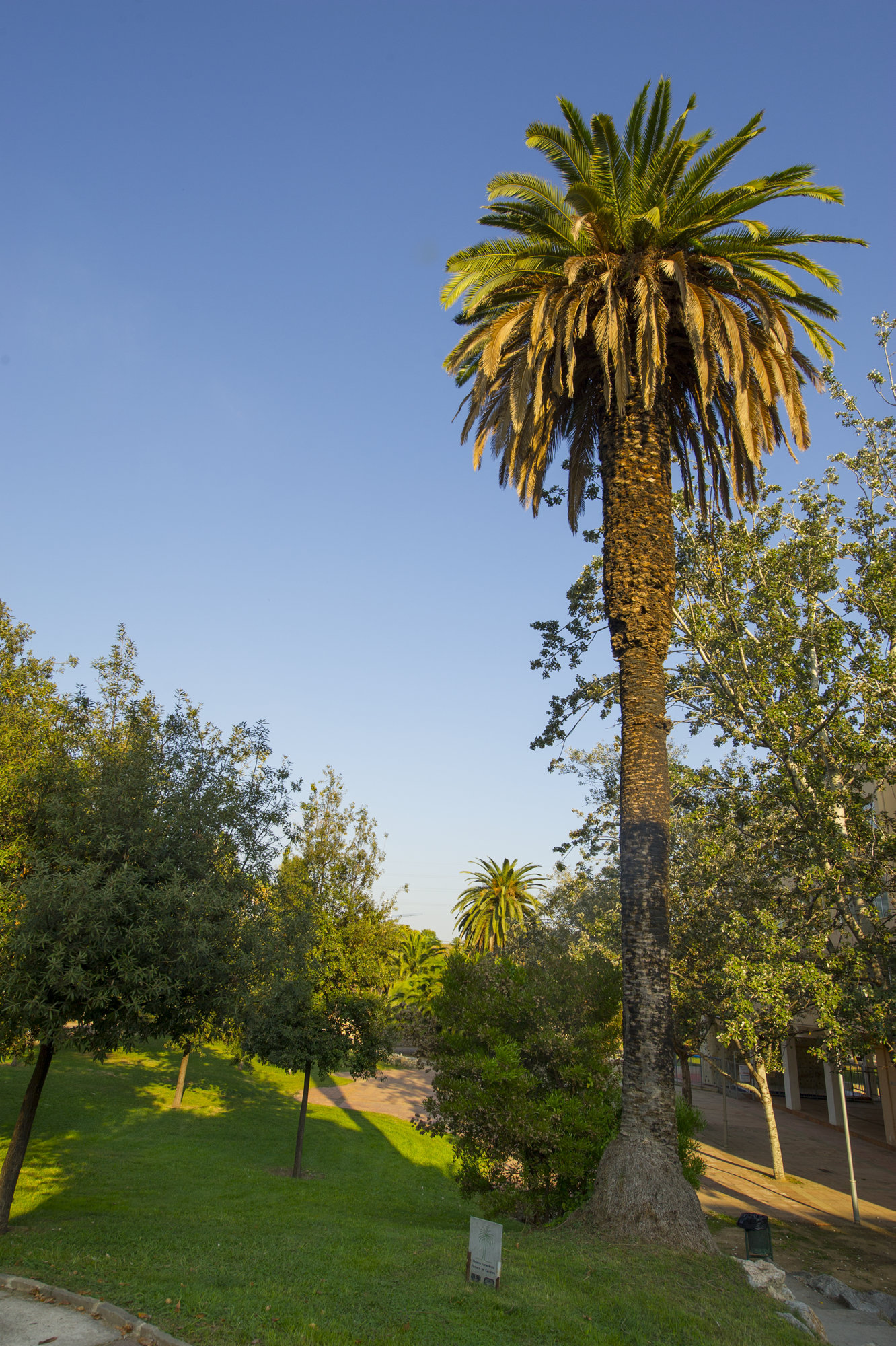 Palmera de Canàries