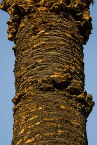 Palmera de Canàries