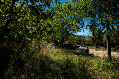 Vegetació al parc