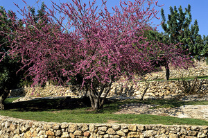 Zona de les terrasses