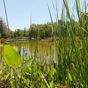 Llac naturalitzat de Can Zam