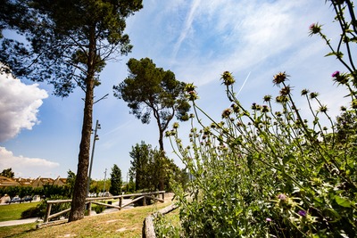 Arbres i flors