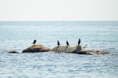 Imatge de les platges de Sant Adrià de Besòs