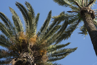 Palmera de dàtils (l'Esvelta)