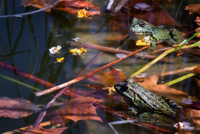 Granota al llac