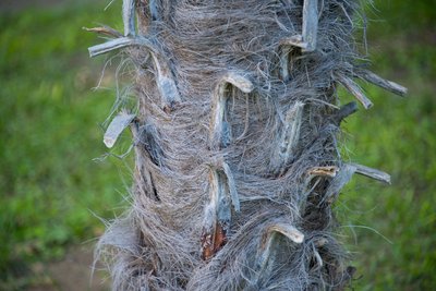 Palmera excelsa