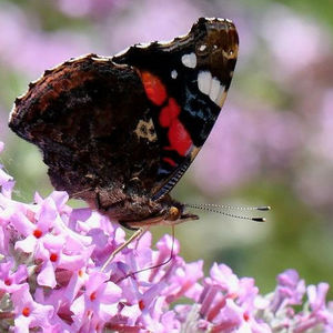 Papallona Atalanta