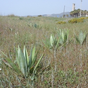 Eliminació de plantes invasores