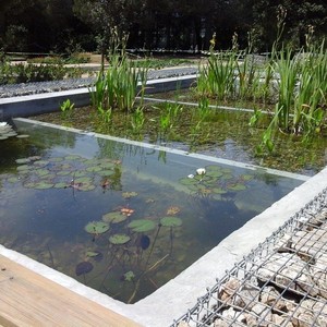 Bassa del jardí de papallones del parc del Turonet