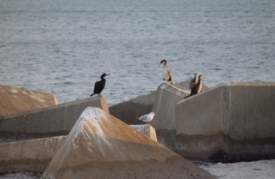 Imatge de l'illot artificial amb ocells marins