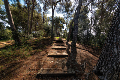 Camí entre els arbres