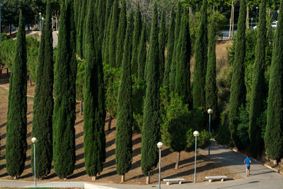 Camins envoltats d'arbres