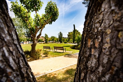 Arbres del parc