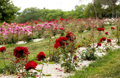 Parc de Torreblanca Imatge de l'activitat
