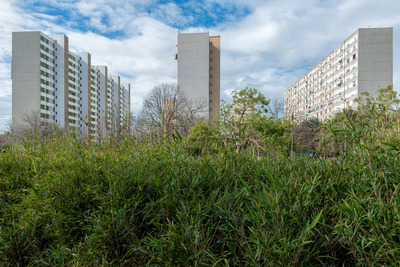 Imatge de la vegetació del parc